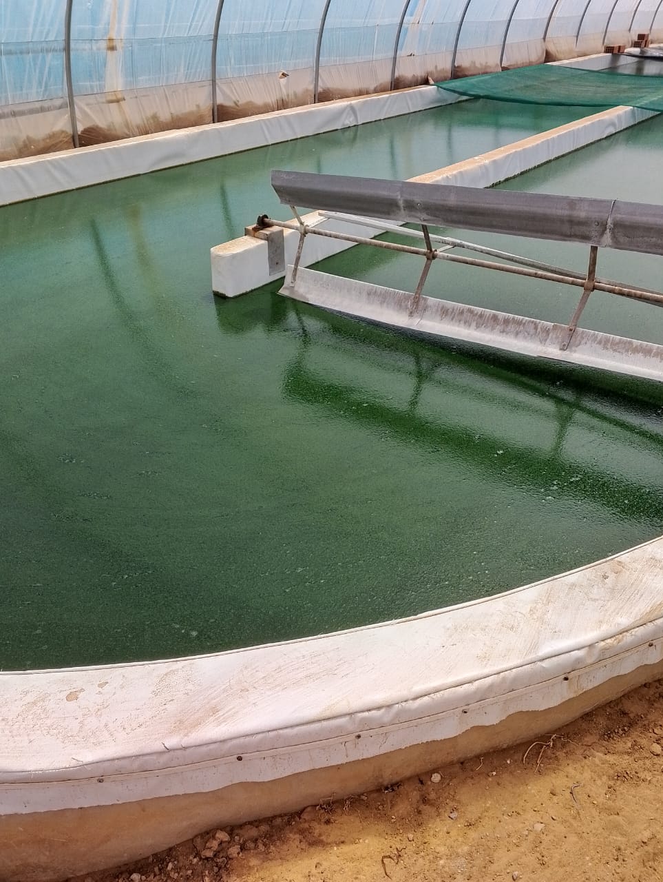 Bassin de culture de spiruline - A2BIO